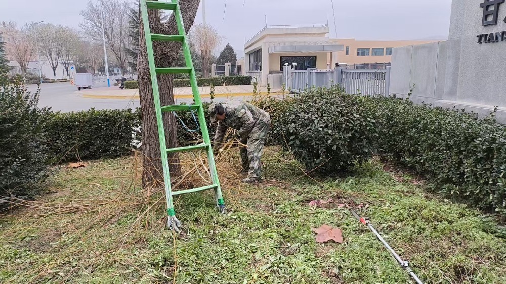 公用事業(yè)公司積極開(kāi)展樹(shù)木修剪、雜草清理工作